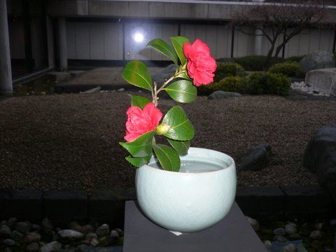 Ikebana-Gesteck mit roter Kamelie in weißer Schale